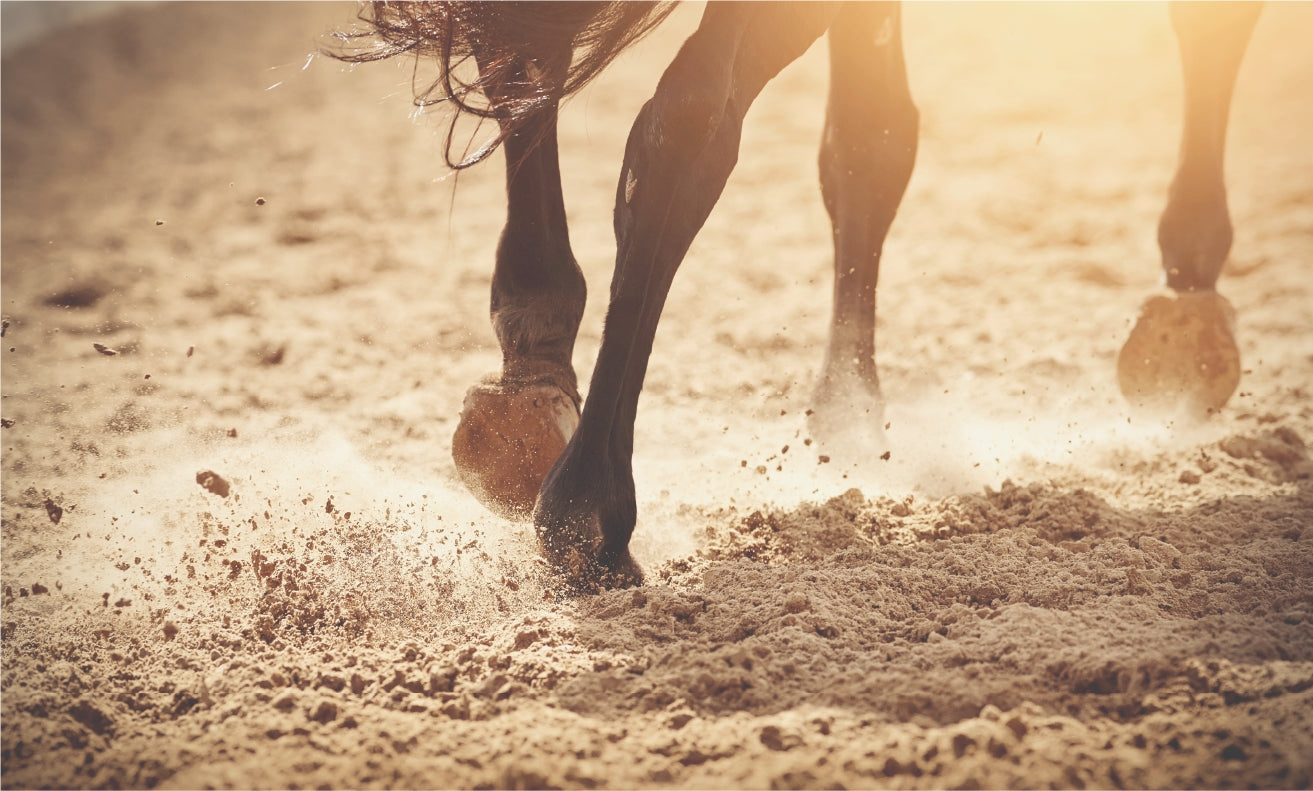 EQUI NATURE