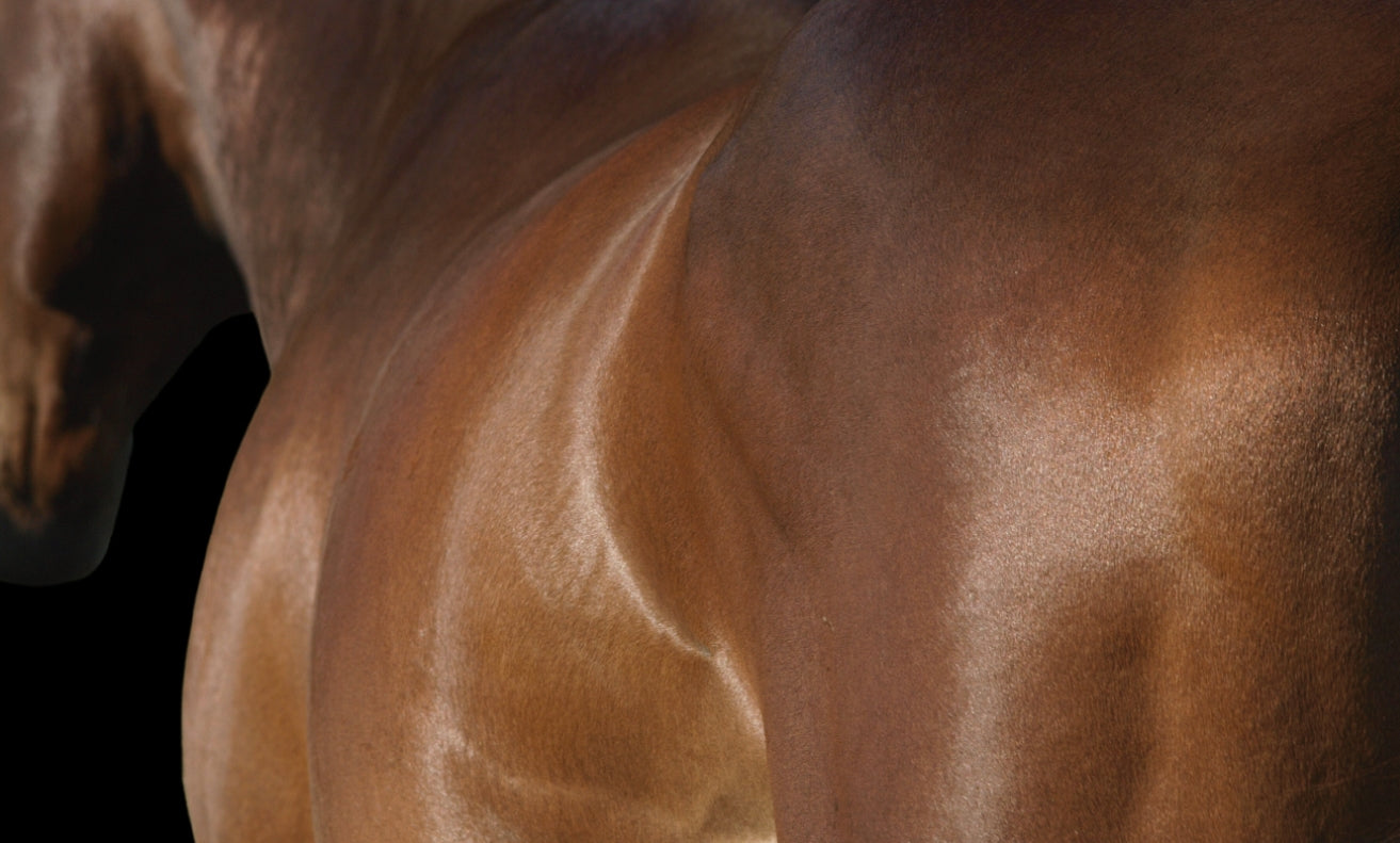 EQUI NATURE