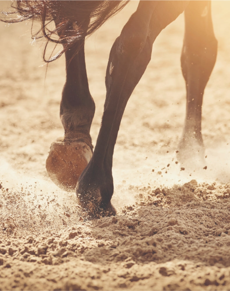 EQUI NATURE
