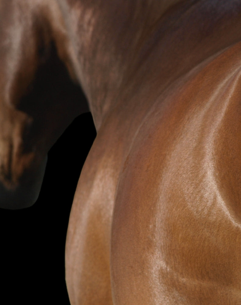 EQUI NATURE