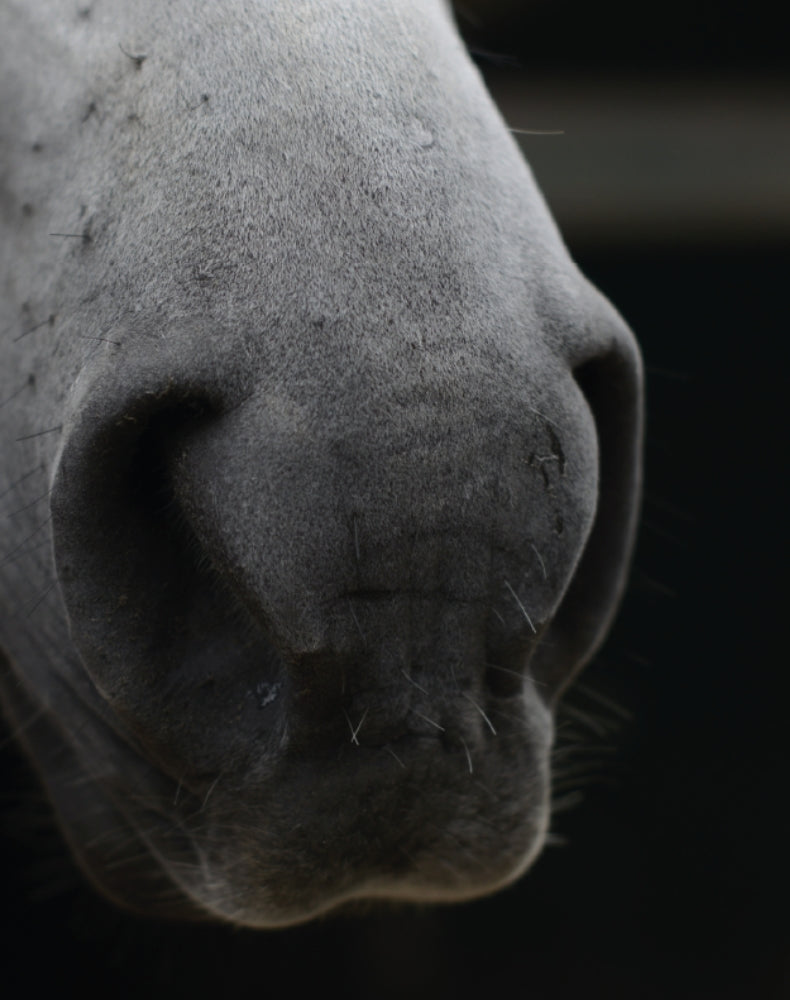 EQUI NATURE
