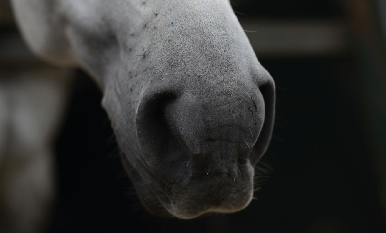 EQUI NATURE